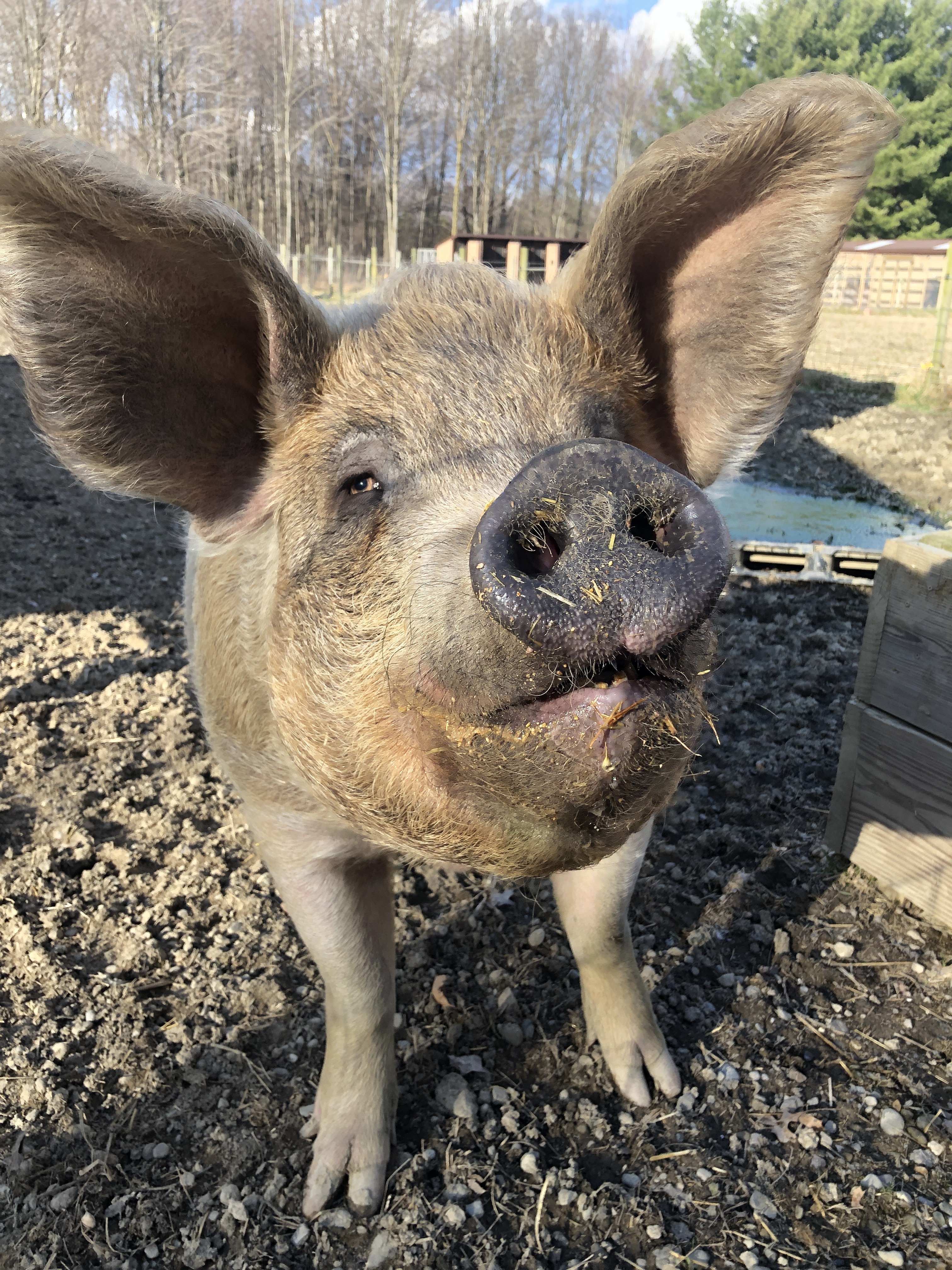 Peppermint Patty, a Adoptable Pig in Ravenna, OH image 3/6