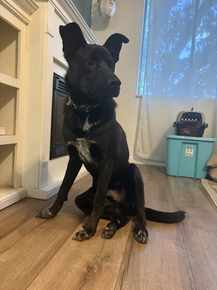 Otter (Midnight), Adoptable, Young Male Australian Cattle Dog / Blue Heeler & Shepherd.