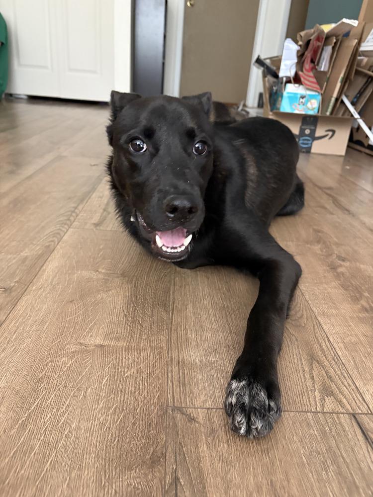 Enlarge Otter (Midnight), a Adoptable mixed breed in Parker, CO image 2/2