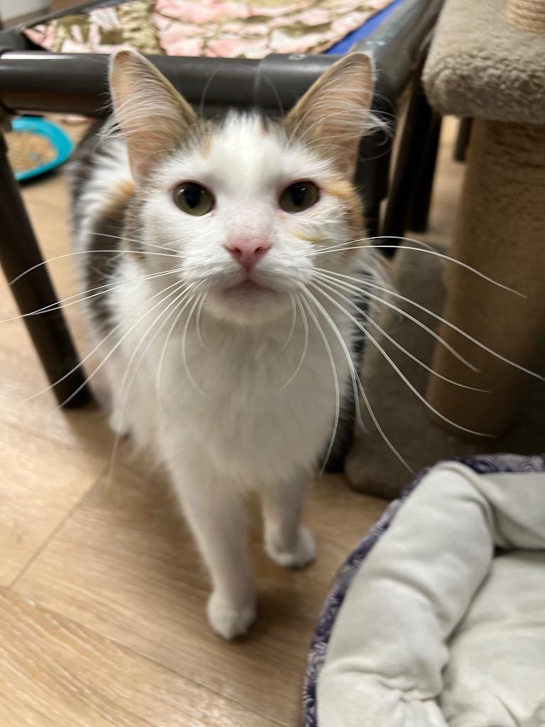 Farrah, Adoptable, Adult Female Domestic Medium Hair.