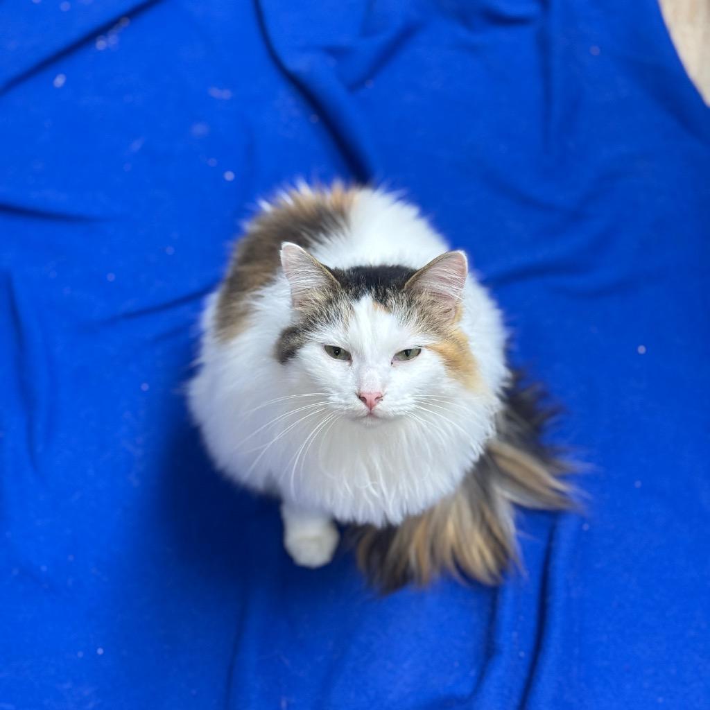 Enlarge Farrah, a Adoptable mixed breed in Corpus Christi, TX image 2/4