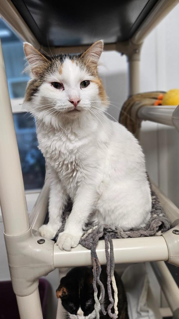 Enlarge Farrah, a Adoptable mixed breed in Corpus Christi, TX image 3/4