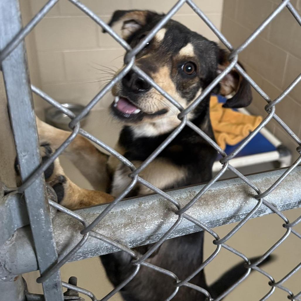 Lefty 260330, Adoptable, Adult Male Mixed Breed.