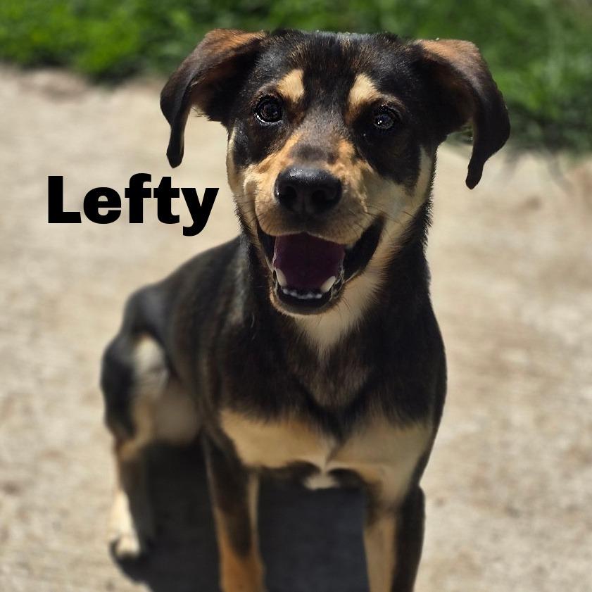 Enlarge Lefty 260330, a Adoptable Mixed Breed in Escanaba, MI image 2/2