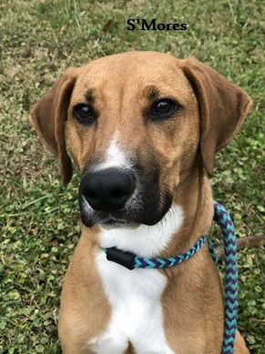 S'Mores, Adoptable, Young Male Hound.