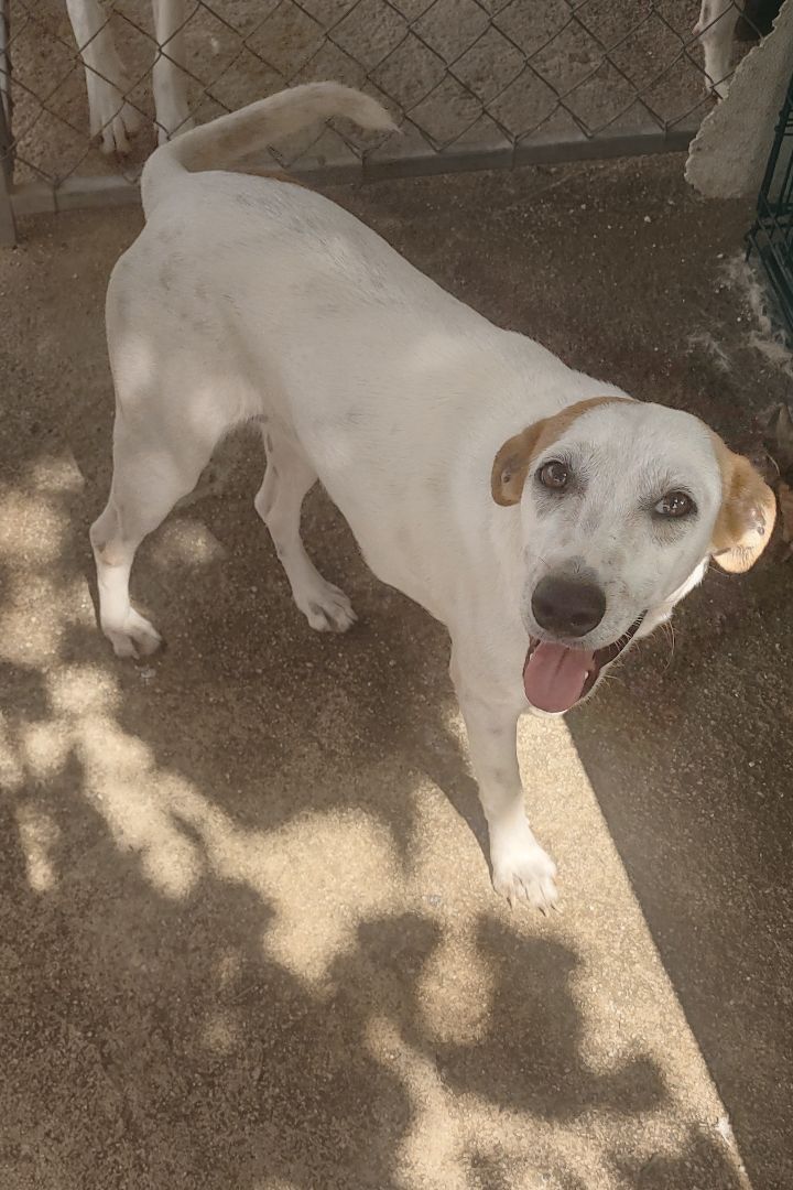 Lita, Adoptable, Adult Female Mixed Breed.