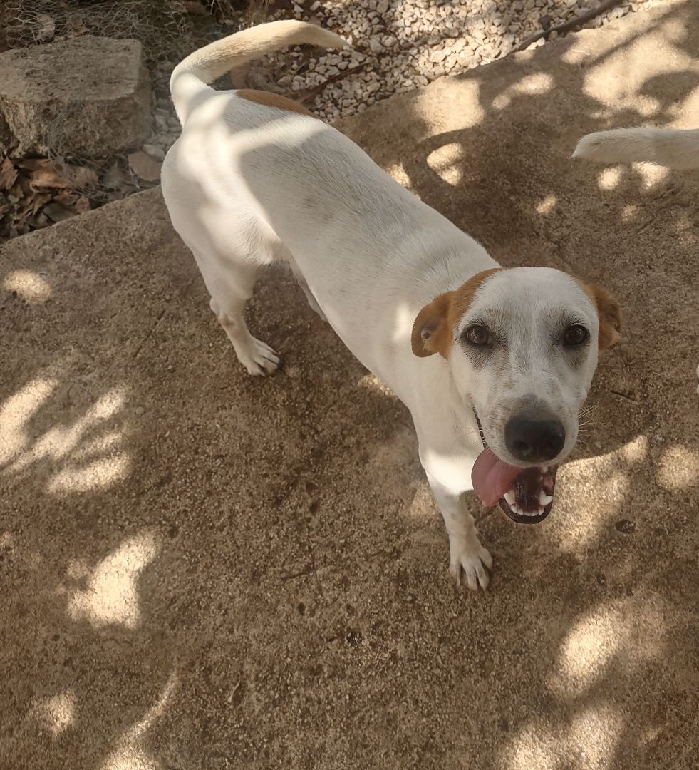 Enlarge Lita, a Adoptable Mixed Breed in Guayama, PR image 4/6