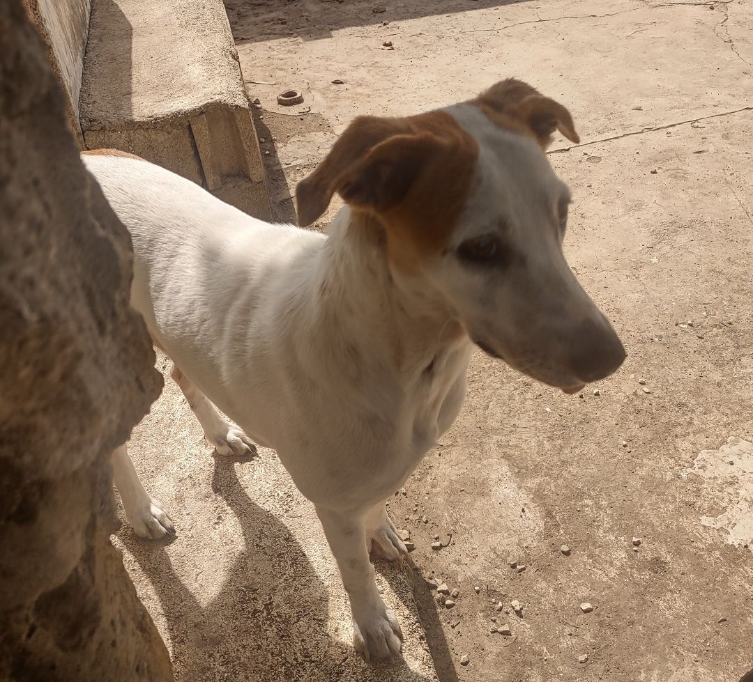 Enlarge Lita, a Adoptable Mixed Breed in Guayama, PR image 6/6