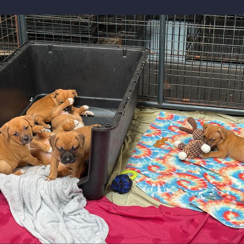 Maura, Adoptable, Puppy Female Mixed Breed.