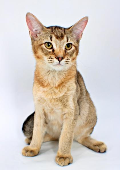 Enlarge Bagel, a Adoptable mixed breed in Morton Grove, IL image 1/1