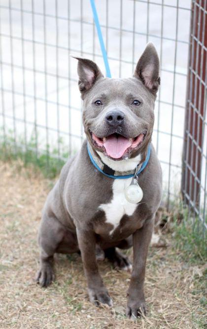 Bluey — thumbnail 2