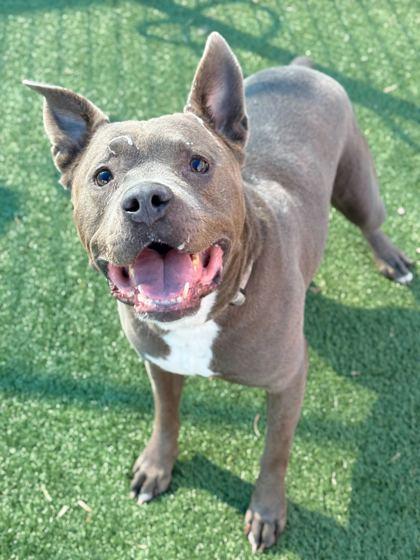 Bluey — thumbnail 3