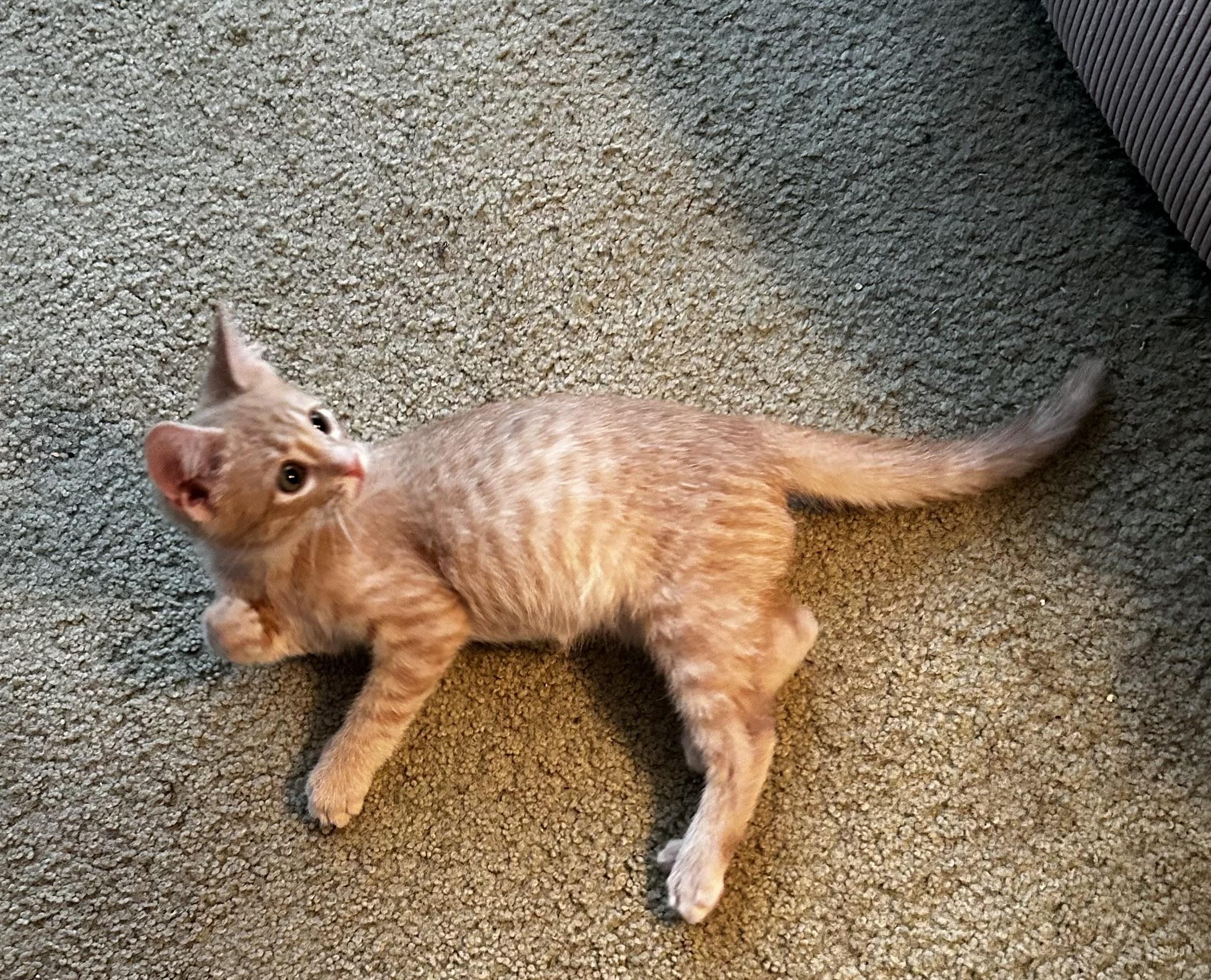 Enlarge Betty, a Adopted American Shorthair in Meeker, OK image 1/1