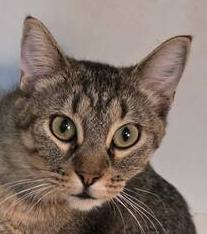 Prissy, Adoptable, Adult Female Domestic Short Hair.
