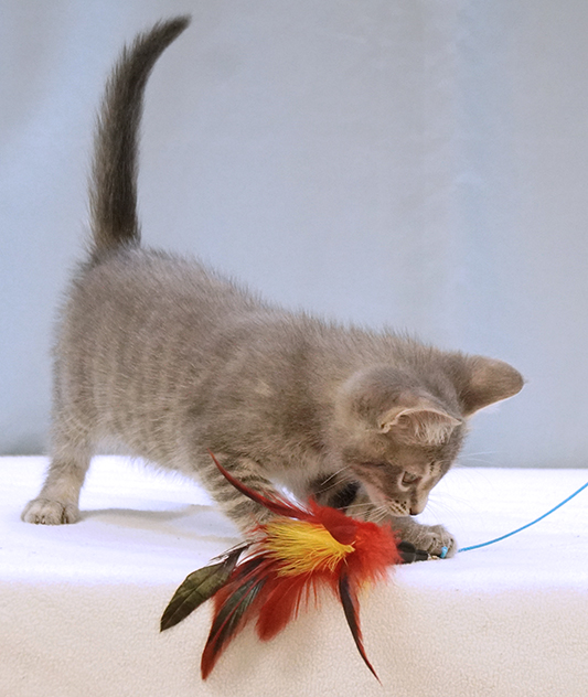 Cat for adoption Grizz, a Tabby in Maynardville, TN Petfinder