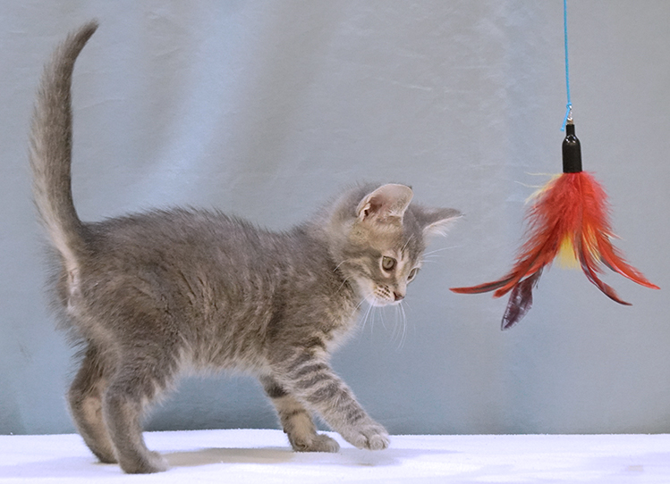 Cat for adoption Grizz, a Tabby in Maynardville, TN Petfinder