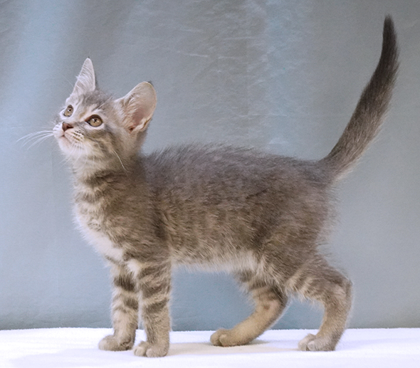 Cat for adoption Grizz, a Tabby in Maynardville, TN Petfinder