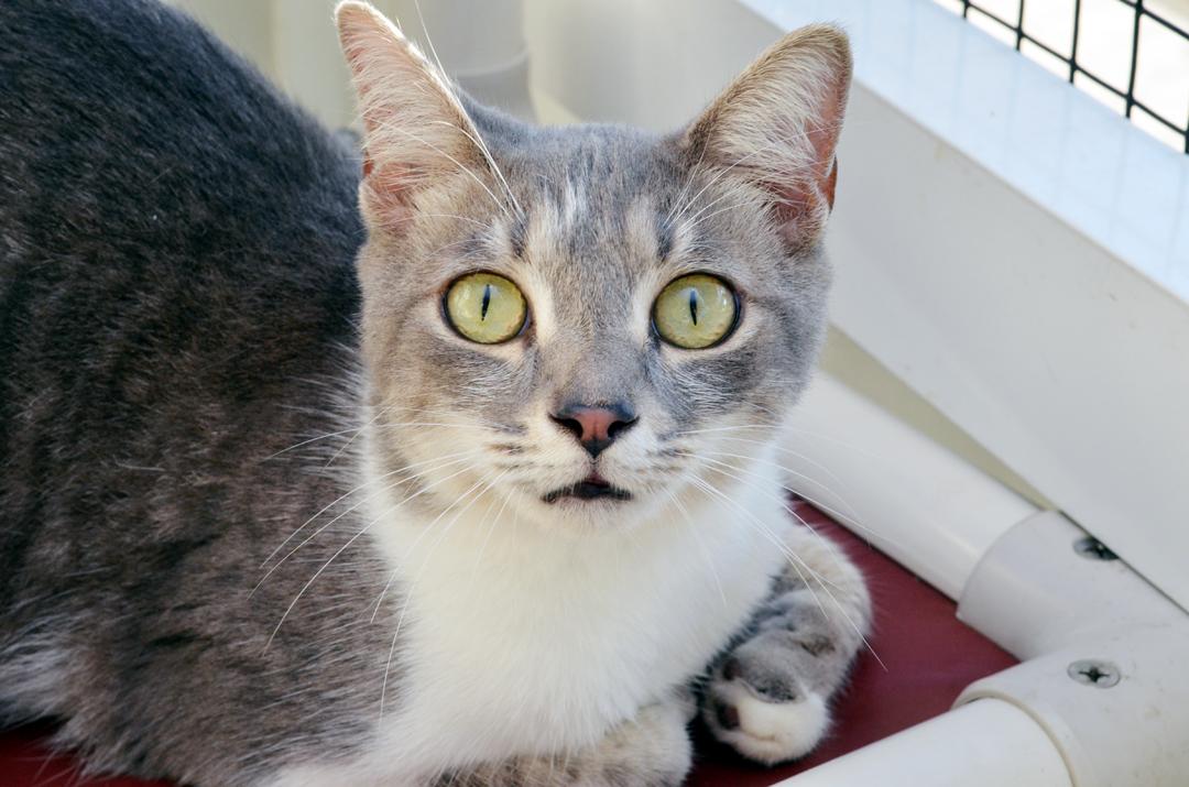 Enlarge Clyde, a Adopted mixed breed in Sanford, FL image 2/4