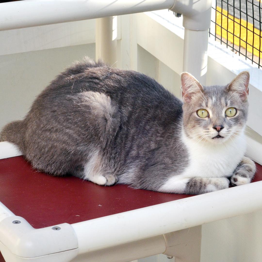 Enlarge Clyde, a Adopted mixed breed in Sanford, FL image 4/4