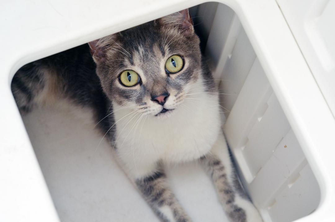 Enlarge Clyde, a Adopted mixed breed in Sanford, FL image 3/4