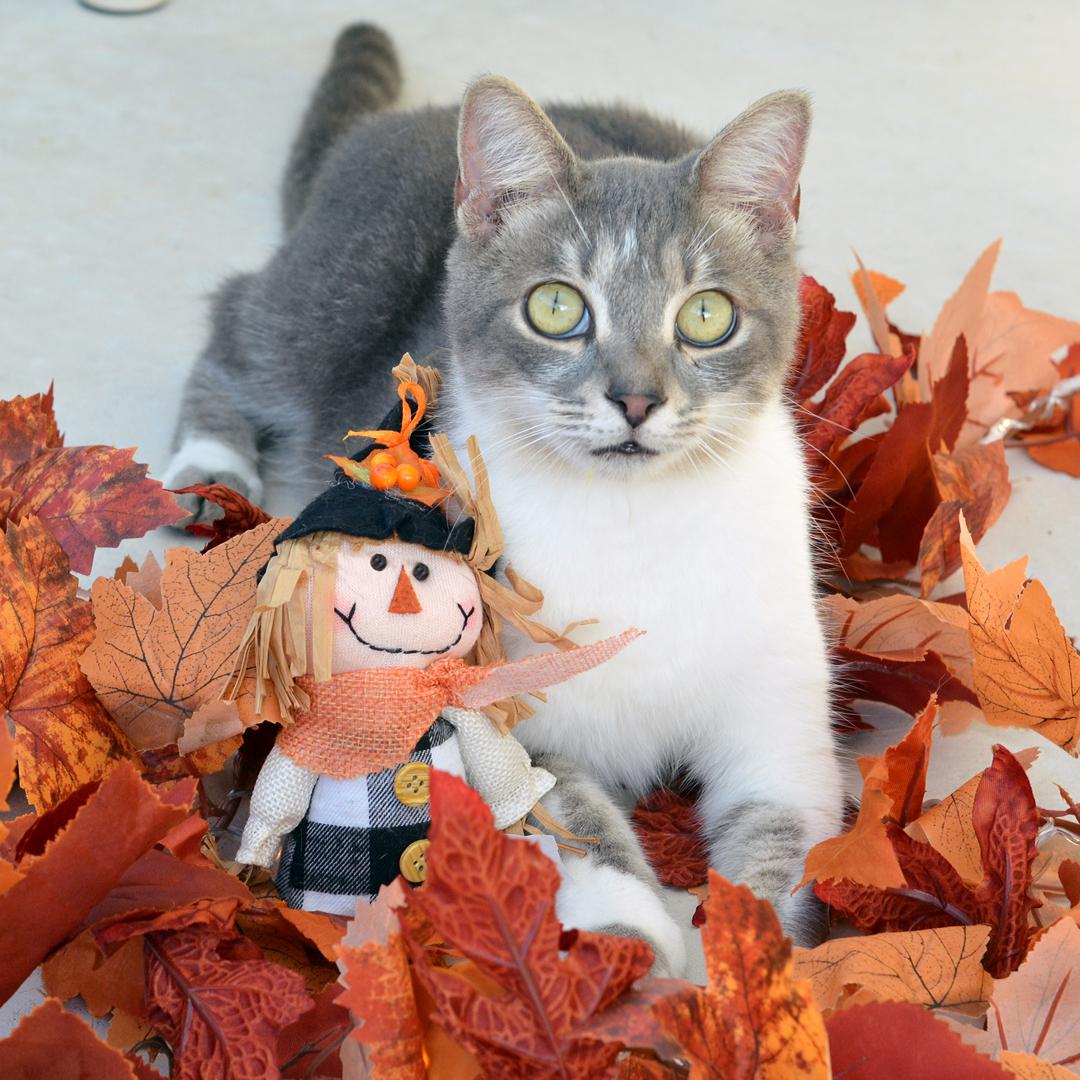 Enlarge Clyde, a Adopted mixed breed in Sanford, FL image 1/4