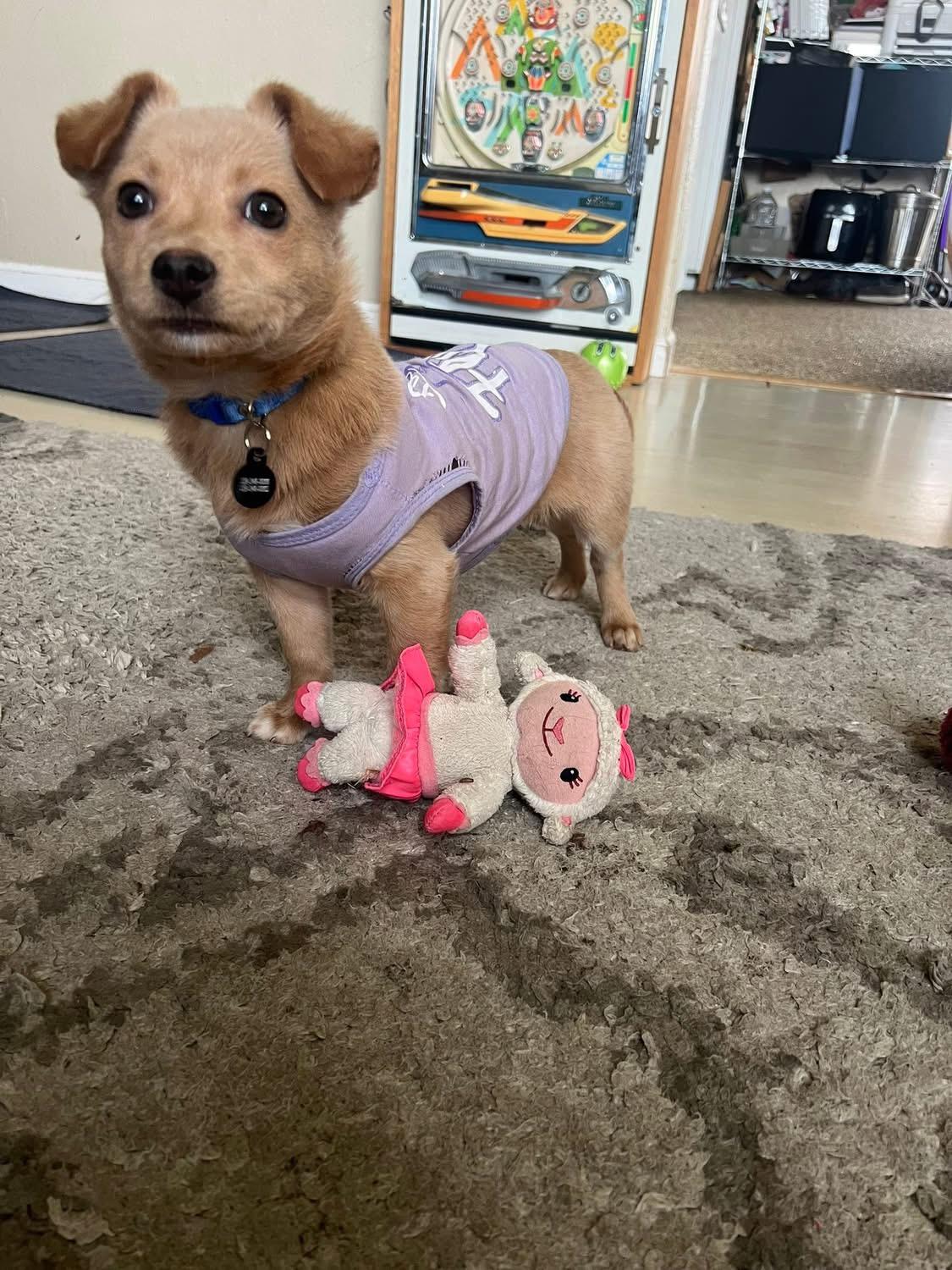 Enlarge Vixen, an adopted mixed breed in Fresno, CA image 2/2