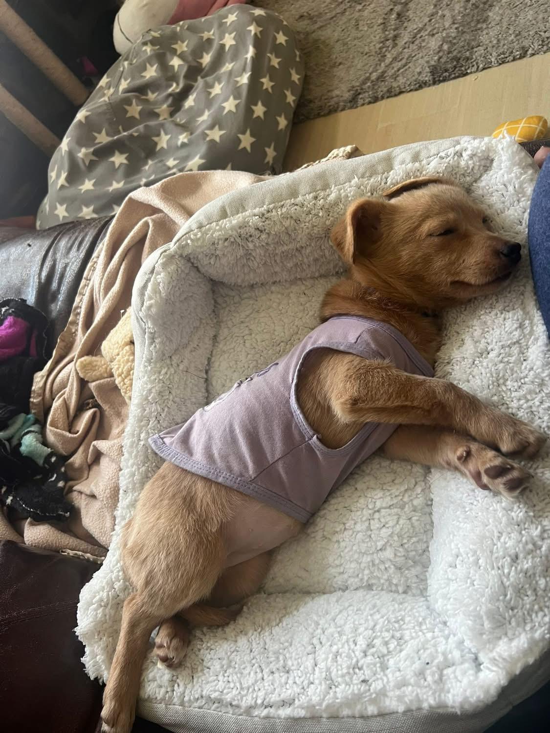 Enlarge Vixen, an adopted mixed breed in Fresno, CA image 1/2