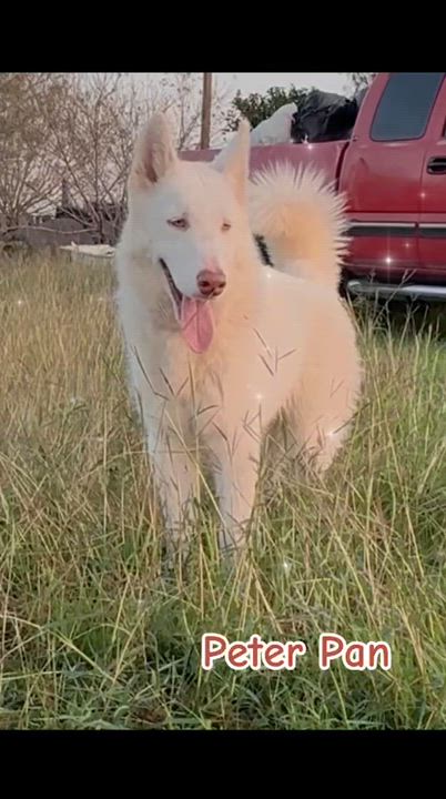 Enlarge Peter Pan, a ADOPTABLE Husky in MISSION, TX video 2/2