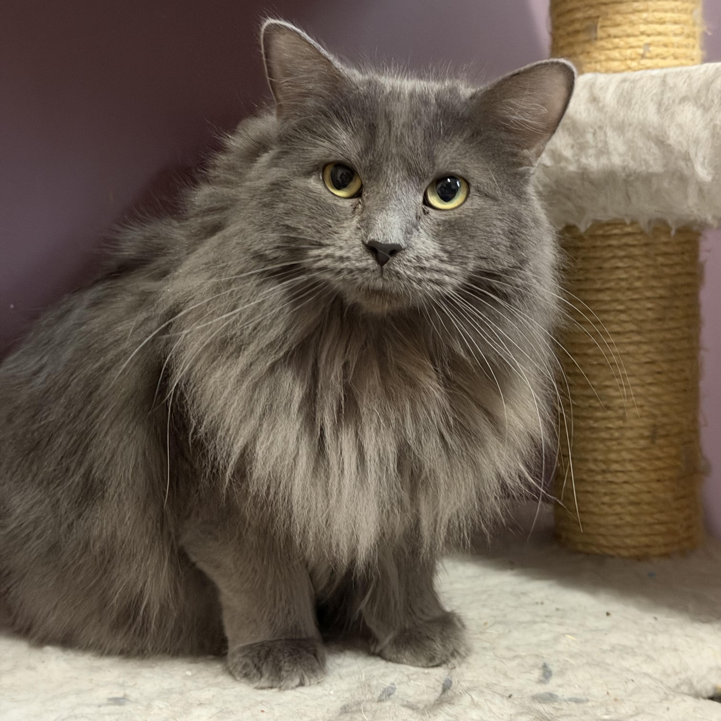 Enlarge Smokey , an adopted Domestic Long Hair in Saint Francis, MN image 1/4