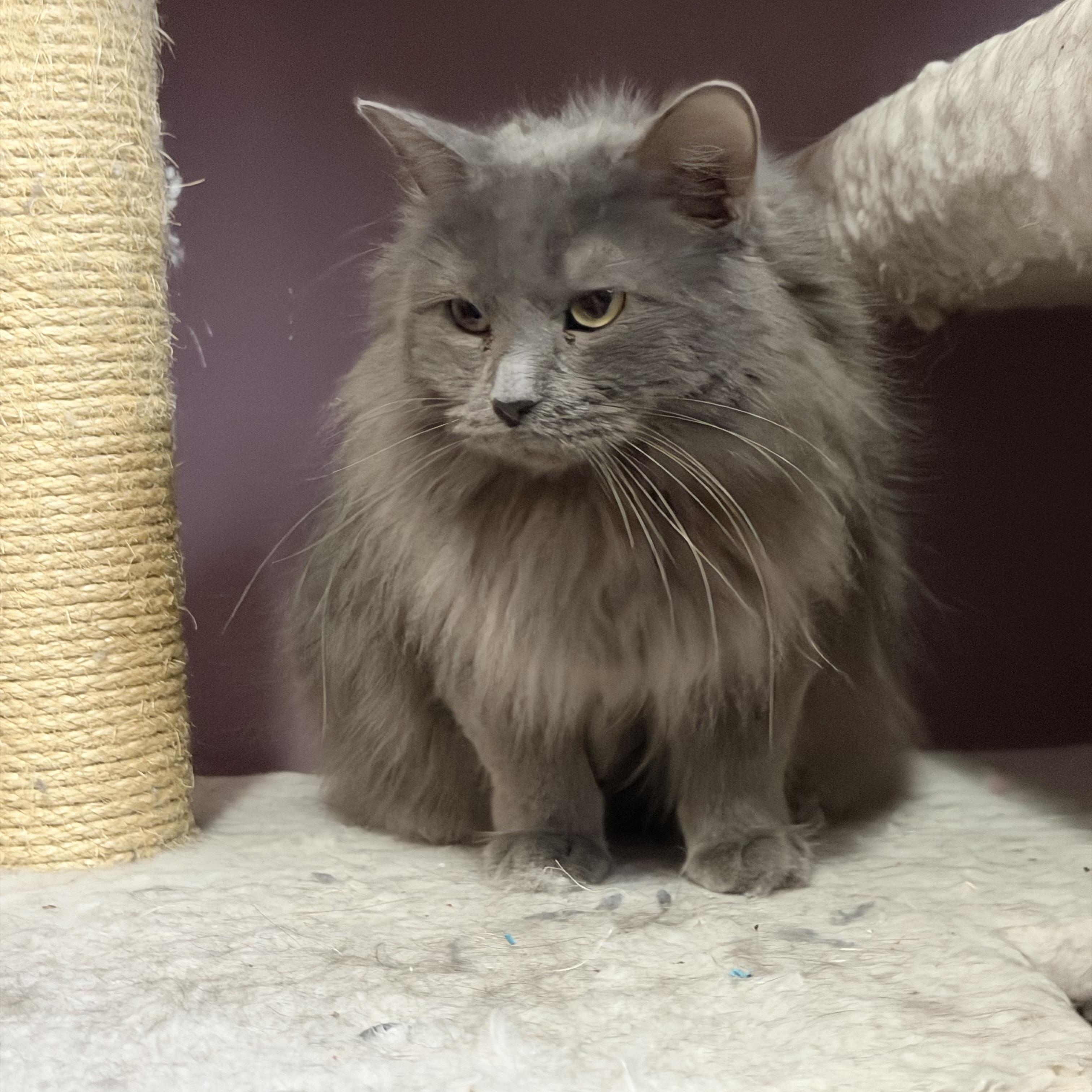 Enlarge Smokey , an adopted Domestic Long Hair in Saint Francis, MN image 3/4