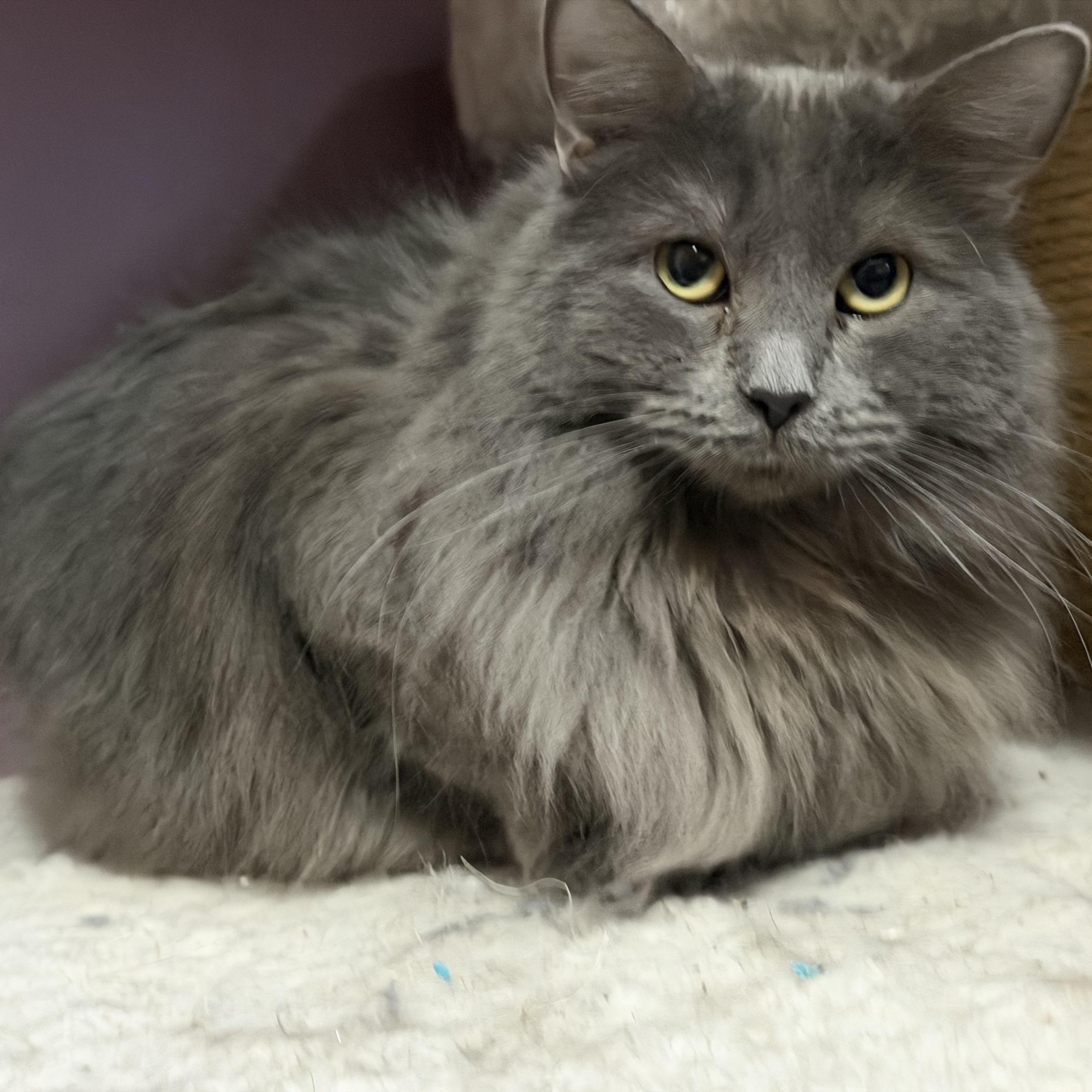 Enlarge Smokey , an adopted Domestic Long Hair in Saint Francis, MN image 2/4