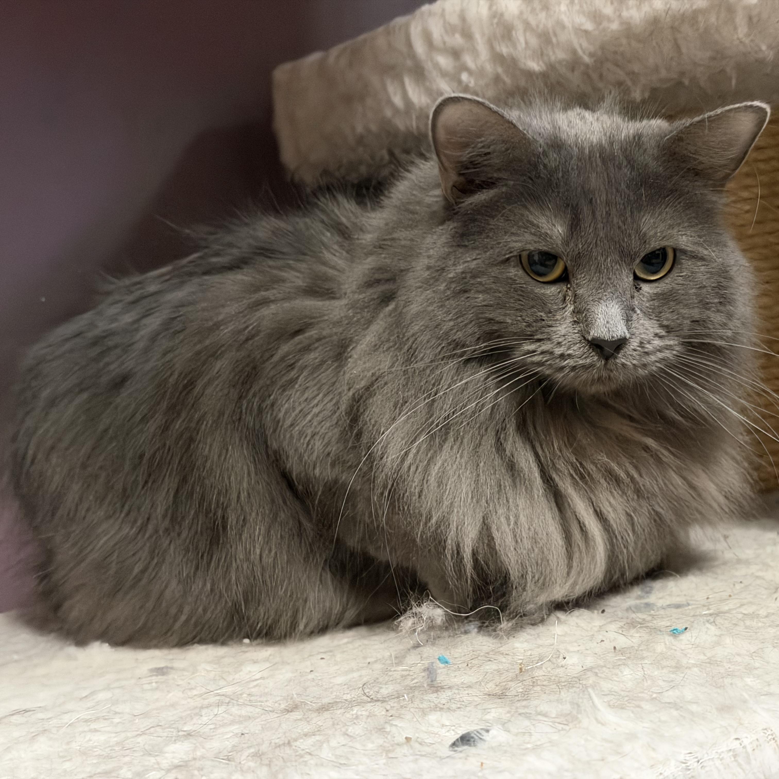 Enlarge Smokey , an adopted Domestic Long Hair in Saint Francis, MN image 4/4