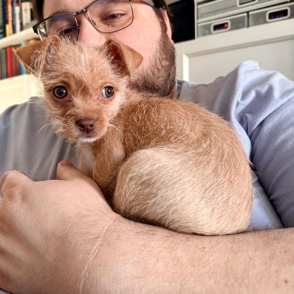 Enlarge Bravo, a ADOPTABLE mixed breed in Chicago, IL image 3/3