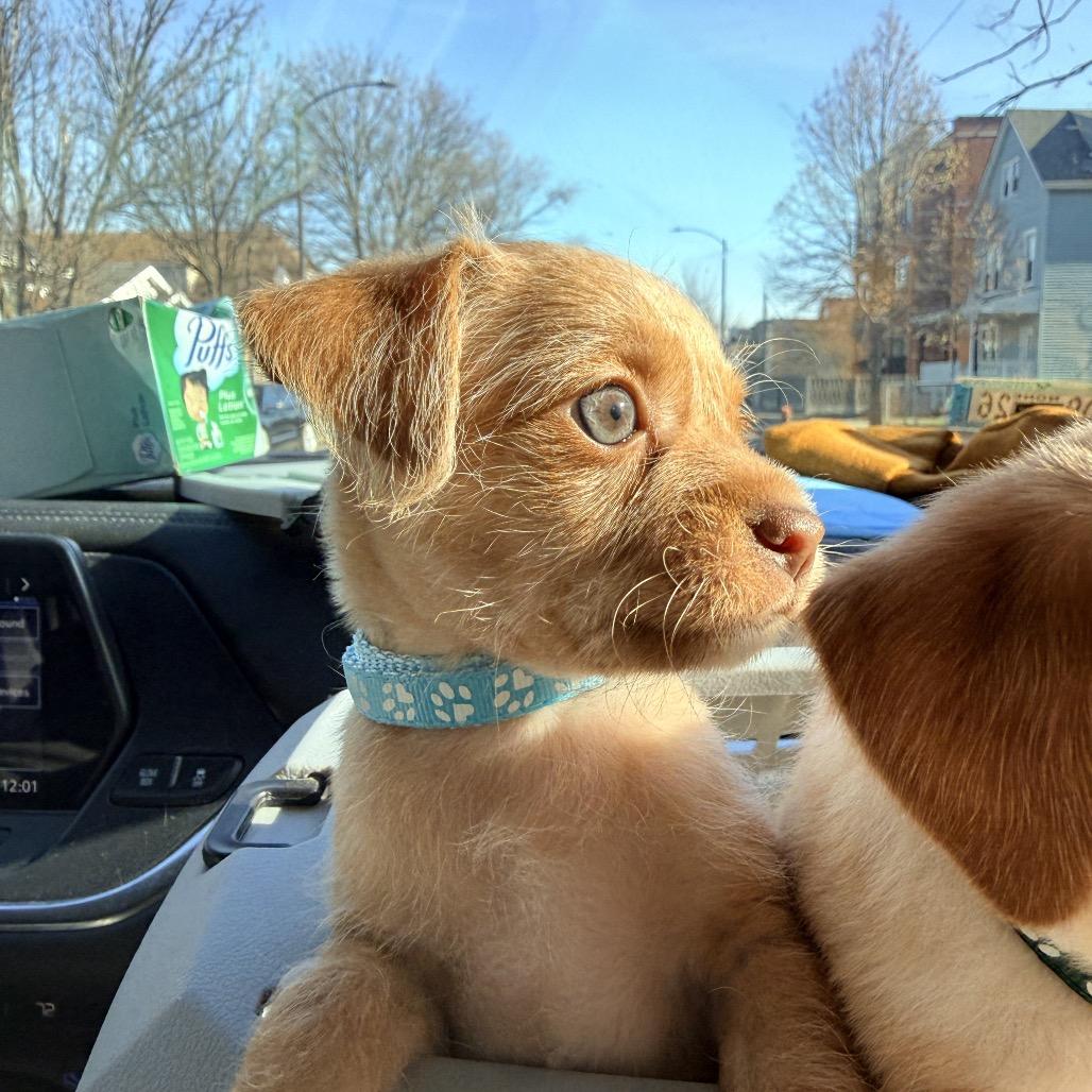 Enlarge Bravo, a ADOPTABLE mixed breed in Chicago, IL image 2/3