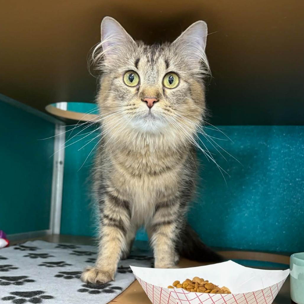 Tigeress, Adoptable, Adult Female Domestic Long Hair.