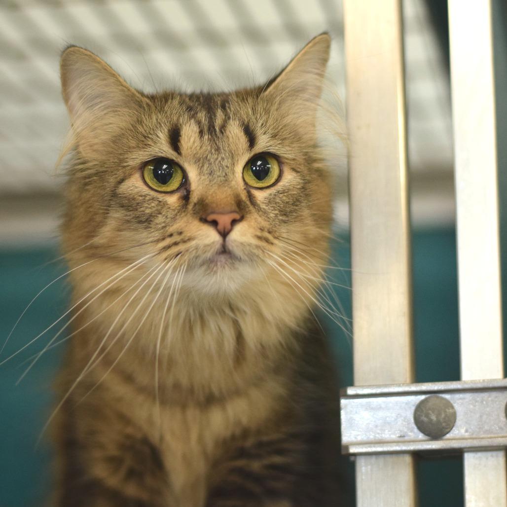 Enlarge Tigeress, a Adoptable Domestic Long Hair in Belleville, IL image 2/4