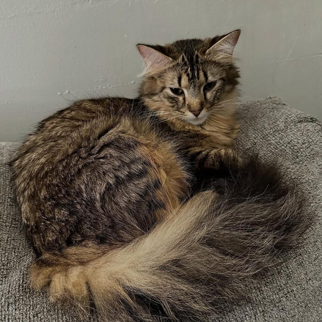 Enlarge Tigeress, a Adoptable Domestic Long Hair in Belleville, IL image 3/4