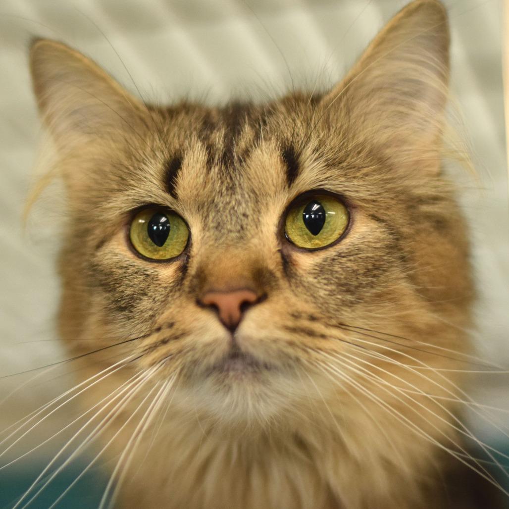 Enlarge Tigeress, a Adoptable Domestic Long Hair in Belleville, IL image 4/4