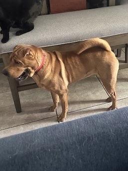 Ursula, Adoptable, Adult Female Shar-Pei.