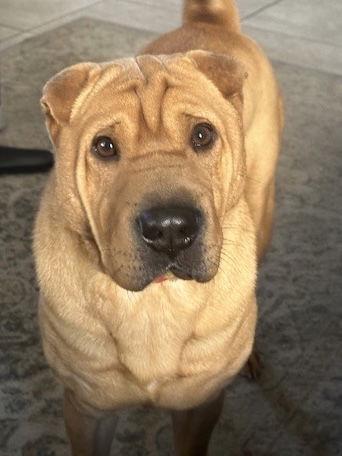 Enlarge Ursula, a Adoptable Shar-Pei in Las Vegas, NV image 2/3