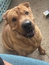 Ursula, a Adoptable Shar-Pei in Lake Forest, CA image 3/3