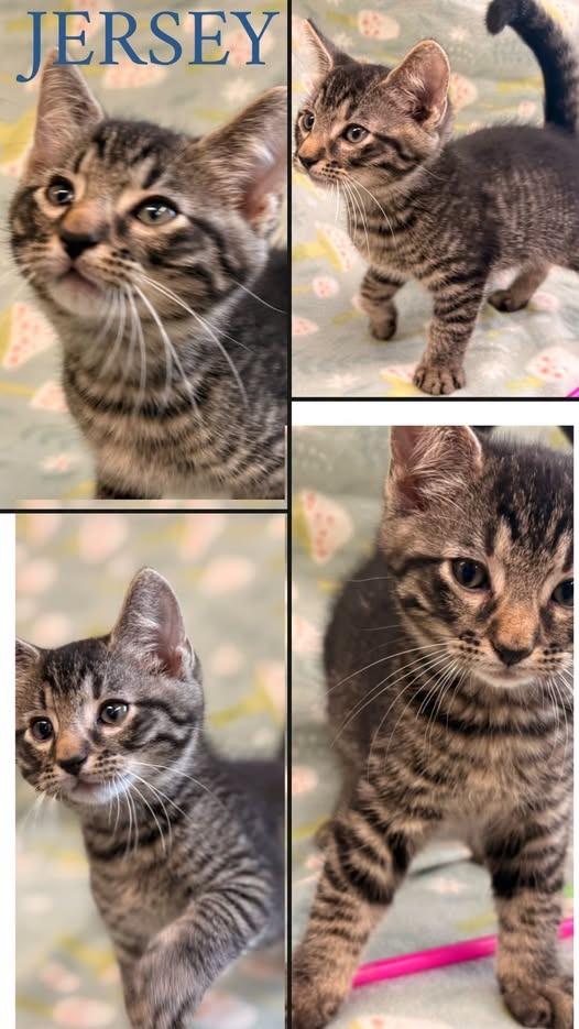 Jersey, Adoptable, Kitten Male Domestic Short Hair.