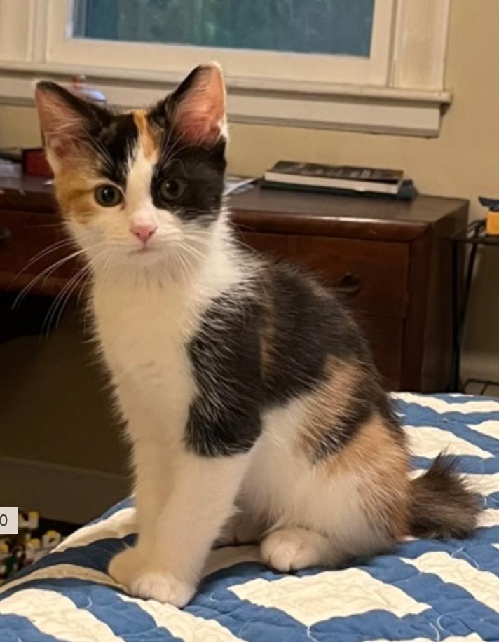 Spice, ADOPTABLE, Kitten Female Domestic Short Hair.