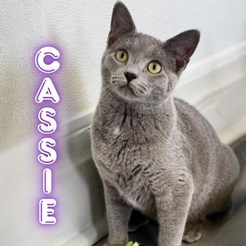 Enlarge Cassie, a Adoptable Domestic Short Hair in Greensburg, PA image 1/6