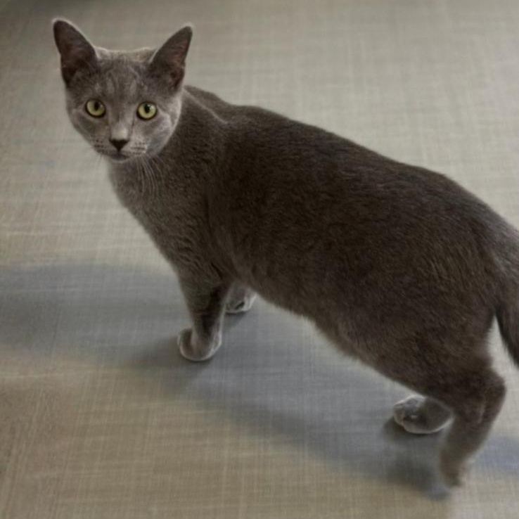 Enlarge Cassie, a Adoptable Domestic Short Hair in Greensburg, PA image 4/6