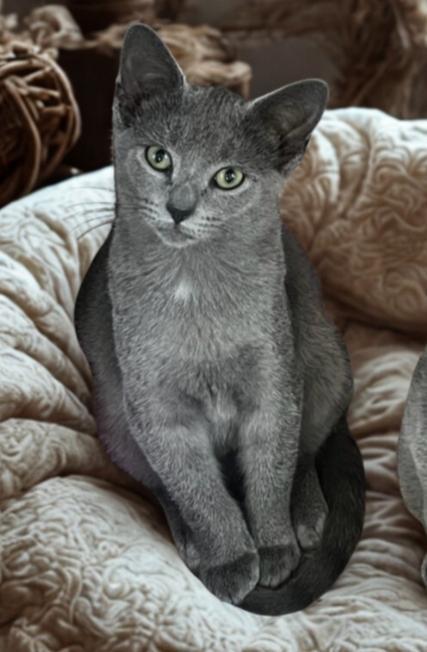 Enlarge Cassie, a Adoptable Domestic Short Hair in Greensburg, PA image 1/3