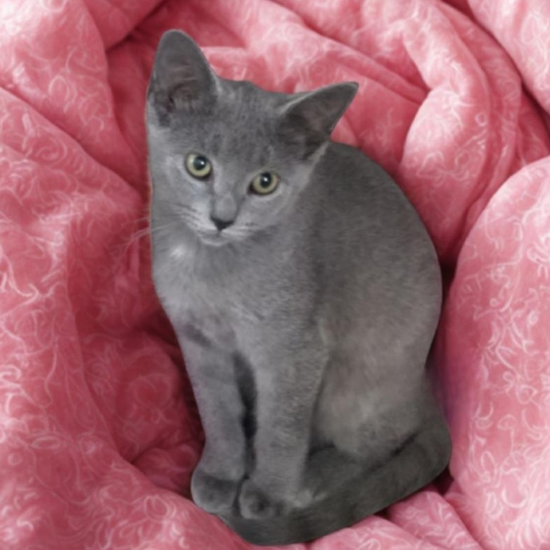 Cassie, Adoptable, Kitten Female Domestic Short Hair.