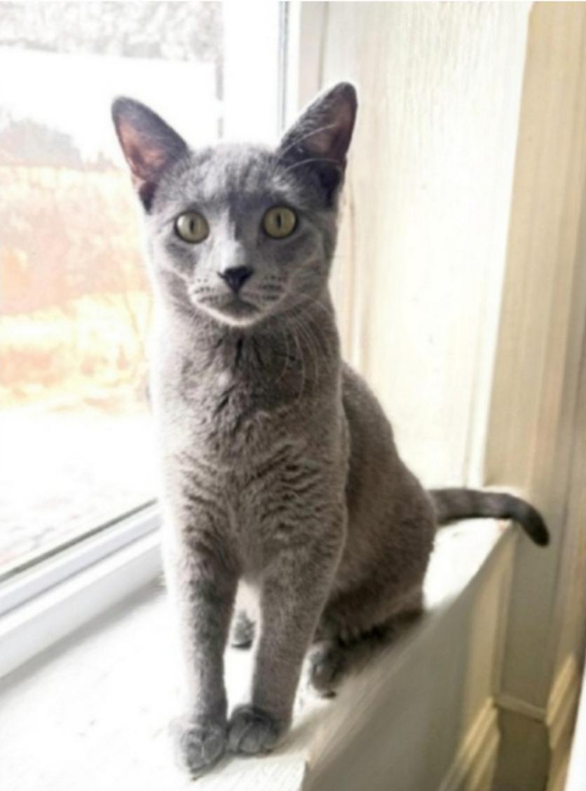 Enlarge Cassie, a Adoptable Domestic Short Hair in Greensburg, PA image 6/6