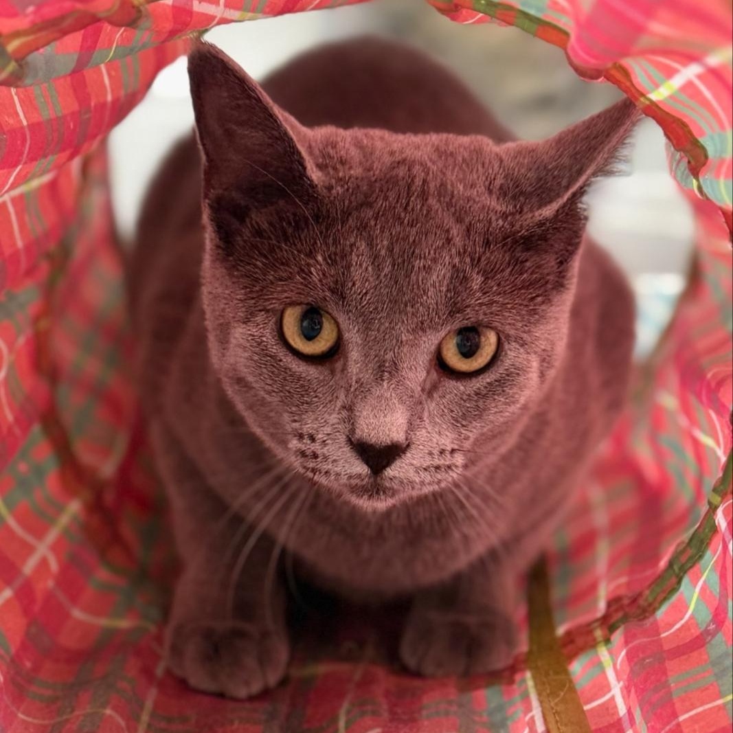 Enlarge Cassie, a Adoptable Domestic Short Hair in Greensburg, PA image 3/6