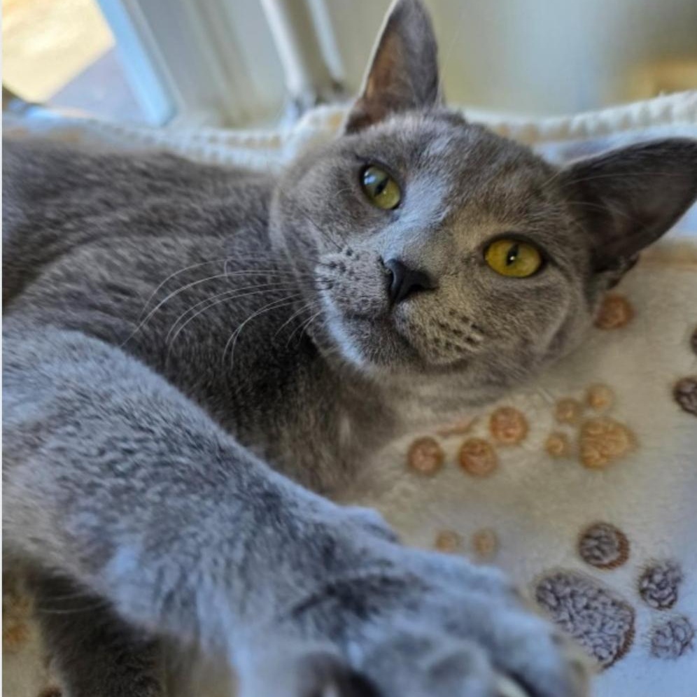 Enlarge Cassie, a Adoptable Domestic Short Hair in Greensburg, PA image 2/6